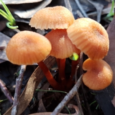 Laccaria sp. (Laccaria) at Amaroo, ACT - 3 May 2020 by trevorpreston