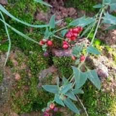 Einadia nutans subsp. nutans (Climbing Saltbush) at Amaroo, ACT - 3 May 2020 by trevorpreston