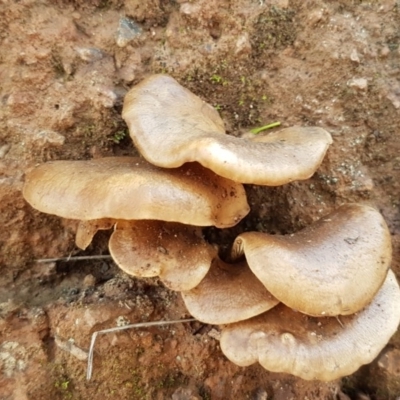 Unidentified Cap on a stem; gills below cap [mushrooms or mushroom-like] at Dunlop, ACT - 3 May 2020 by tpreston