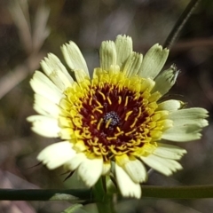 Tolpis barbata (Yellow Hawkweed) at Hall, ACT - 3 May 2020 by trevorpreston