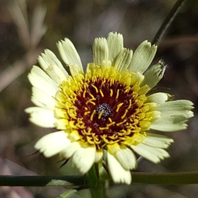 Tolpis barbata (Yellow Hawkweed) at Hall, ACT - 3 May 2020 by trevorpreston