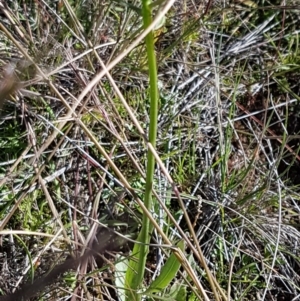 Tolpis barbata at Hall, ACT - 3 May 2020