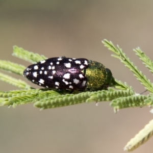 Diphucrania leucosticta at Hawker, ACT - 27 Feb 2020