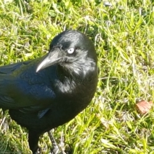 Corvus coronoides at Bungendore, NSW - 3 May 2020