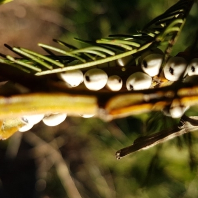 Cryptes baccatus (Wattle Tick Scale) at Bungendore, NSW - 3 May 2020 by trevorpreston