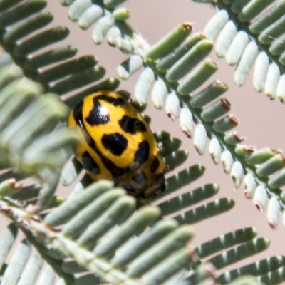 Peltoschema oceanica (Oceanica leaf beetle) at The Pinnacle - 27 Feb 2020 by AlisonMilton