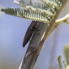 Melobasis sp. (genus) (Unidentified Melobasis jewel Beetle) at Dunlop, ACT - 27 Feb 2020 by AlisonMilton