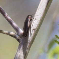 Melobasis sp. (genus) at Dunlop, ACT - 27 Feb 2020