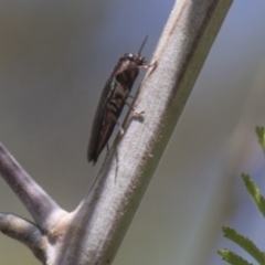 Melobasis sp. (genus) at Dunlop, ACT - 27 Feb 2020