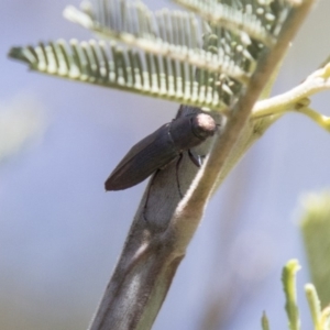 Melobasis sp. (genus) at Dunlop, ACT - 27 Feb 2020