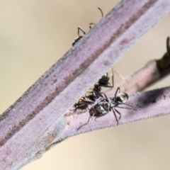 Iridomyrmex sp. (genus) (Ant) at The Pinnacle - 27 Feb 2020 by AlisonMilton