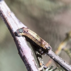 Jalmenus icilius (Amethyst Hairstreak) at The Pinnacle - 27 Feb 2020 by AlisonMilton