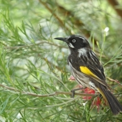 Phylidonyris novaehollandiae (New Holland Honeyeater) at Merimbula, NSW - 3 May 2020 by Leo