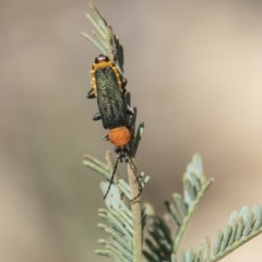 Chauliognathus tricolor (Tricolor soldier beetle) at Dunlop, ACT - 27 Feb 2020 by AlisonMilton