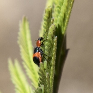 Dicranolaius bellulus at Dunlop, ACT - 27 Feb 2020