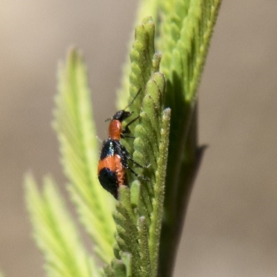 Dicranolaius bellulus (Red and Blue Pollen Beetle) at The Pinnacle - 27 Feb 2020 by AlisonMilton
