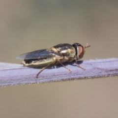 Odontomyia sp. (genus) (A soldier fly) at The Pinnacle - 27 Feb 2020 by AlisonMilton