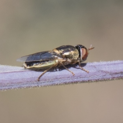 Odontomyia sp. (genus) (A soldier fly) at The Pinnacle - 27 Feb 2020 by AlisonMilton