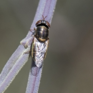 Odontomyia sp. (genus) at Dunlop, ACT - 27 Feb 2020