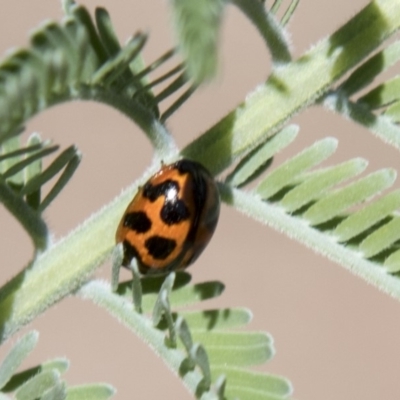 Peltoschema oceanica (Oceanica leaf beetle) at Dunlop, ACT - 27 Feb 2020 by AlisonMilton