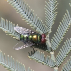 Chrysomya sp. (genus) (A green/blue blowfly) at The Pinnacle - 27 Feb 2020 by AlisonMilton