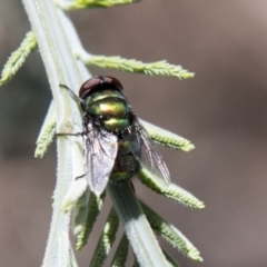 Chrysomya sp. (genus) at Dunlop, ACT - 27 Feb 2020 12:50 PM