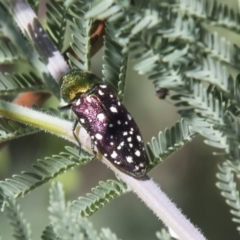 Diphucrania leucosticta (White-flecked acacia jewel beetle) at Dunlop, ACT - 27 Feb 2020 by AlisonMilton