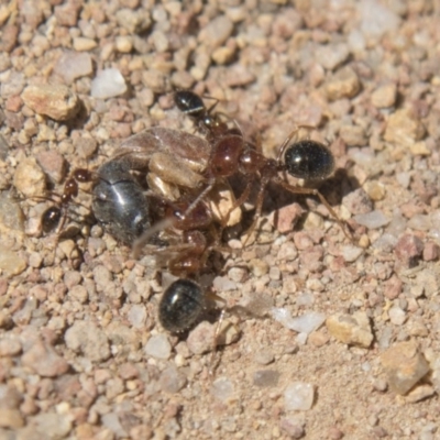 Melophorus perthensis (Field furnace ant) at Dunlop, ACT - 27 Feb 2020 by AlisonMilton