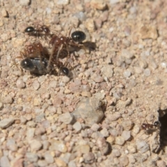 Melophorus perthensis at Dunlop, ACT - 27 Feb 2020