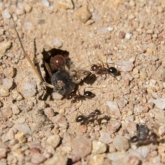 Melophorus perthensis at Dunlop, ACT - 27 Feb 2020