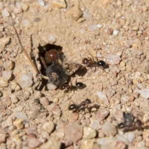 Melophorus perthensis at Dunlop, ACT - 27 Feb 2020