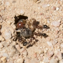 Melophorus perthensis at Dunlop, ACT - 27 Feb 2020