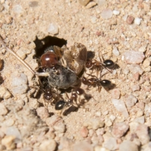 Melophorus perthensis at Dunlop, ACT - 27 Feb 2020