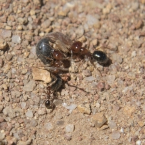 Melophorus perthensis at Dunlop, ACT - 27 Feb 2020