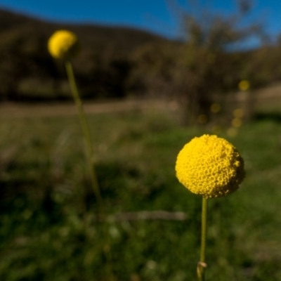 Craspedia variabilis (Common Billy Buttons) at Rob Roy Range - 3 May 2020 by Jek