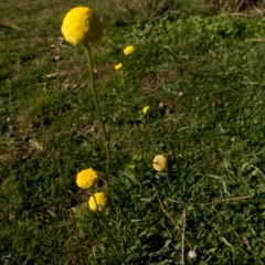 Craspedia variabilis at Tuggeranong DC, ACT - suppressed