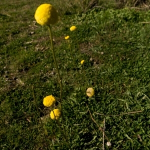 Craspedia variabilis at Tuggeranong DC, ACT - 3 May 2020