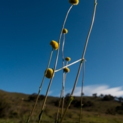 Craspedia variabilis at Tuggeranong DC, ACT - suppressed