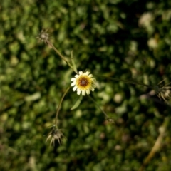 Tolpis barbata (Yellow Hawkweed) at Tuggeranong DC, ACT - 3 May 2020 by Jek