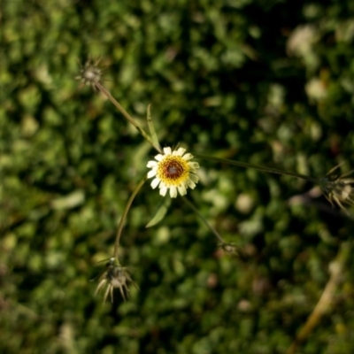 Tolpis barbata (Yellow Hawkweed) at Rob Roy Range - 3 May 2020 by Jek