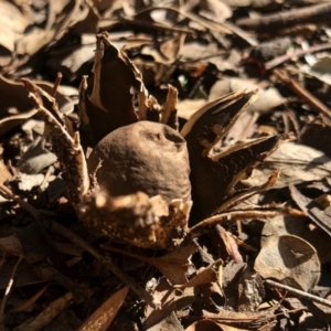 Geastrum sp. at Aranda, ACT - 3 May 2020