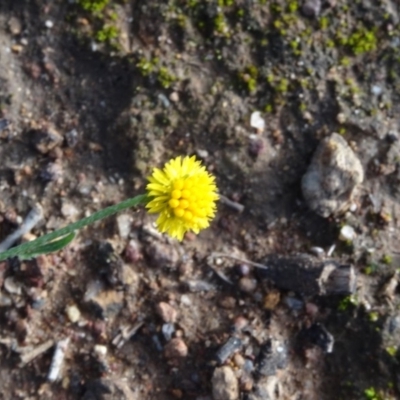 Calotis lappulacea (Yellow Burr Daisy) at Campbell Park Woodland - 3 May 2020 by JanetRussell