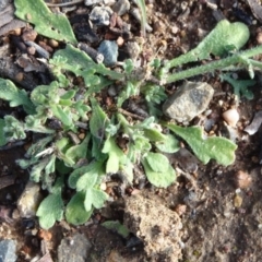 Calotis lappulacea at Majura, ACT - 3 May 2020