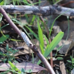 Utetheisa pulchelloides (Heliotrope Moth) at Mount Painter - 30 Mar 2020 by Tammy