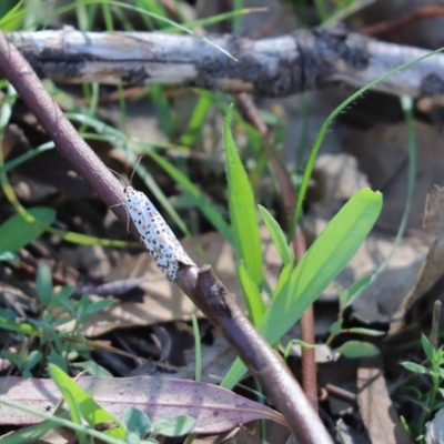 Utetheisa pulchelloides (Heliotrope Moth) at Mount Painter - 30 Mar 2020 by Tammy