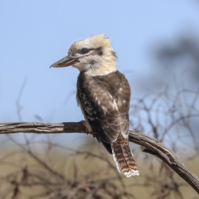 Dacelo novaeguineae (Laughing Kookaburra) at Dunlop, ACT - 27 Feb 2020 by Alison Milton