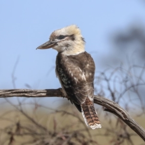 Dacelo novaeguineae at Dunlop, ACT - 27 Feb 2020