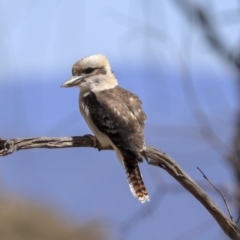 Dacelo novaeguineae at Dunlop, ACT - 27 Feb 2020 01:19 PM