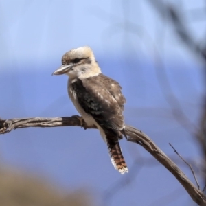 Dacelo novaeguineae at Dunlop, ACT - 27 Feb 2020