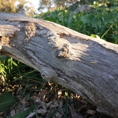 Papyrius nitidus (Shining Coconut Ant) at Red Hill to Yarralumla Creek - 3 May 2020 by JackyF
